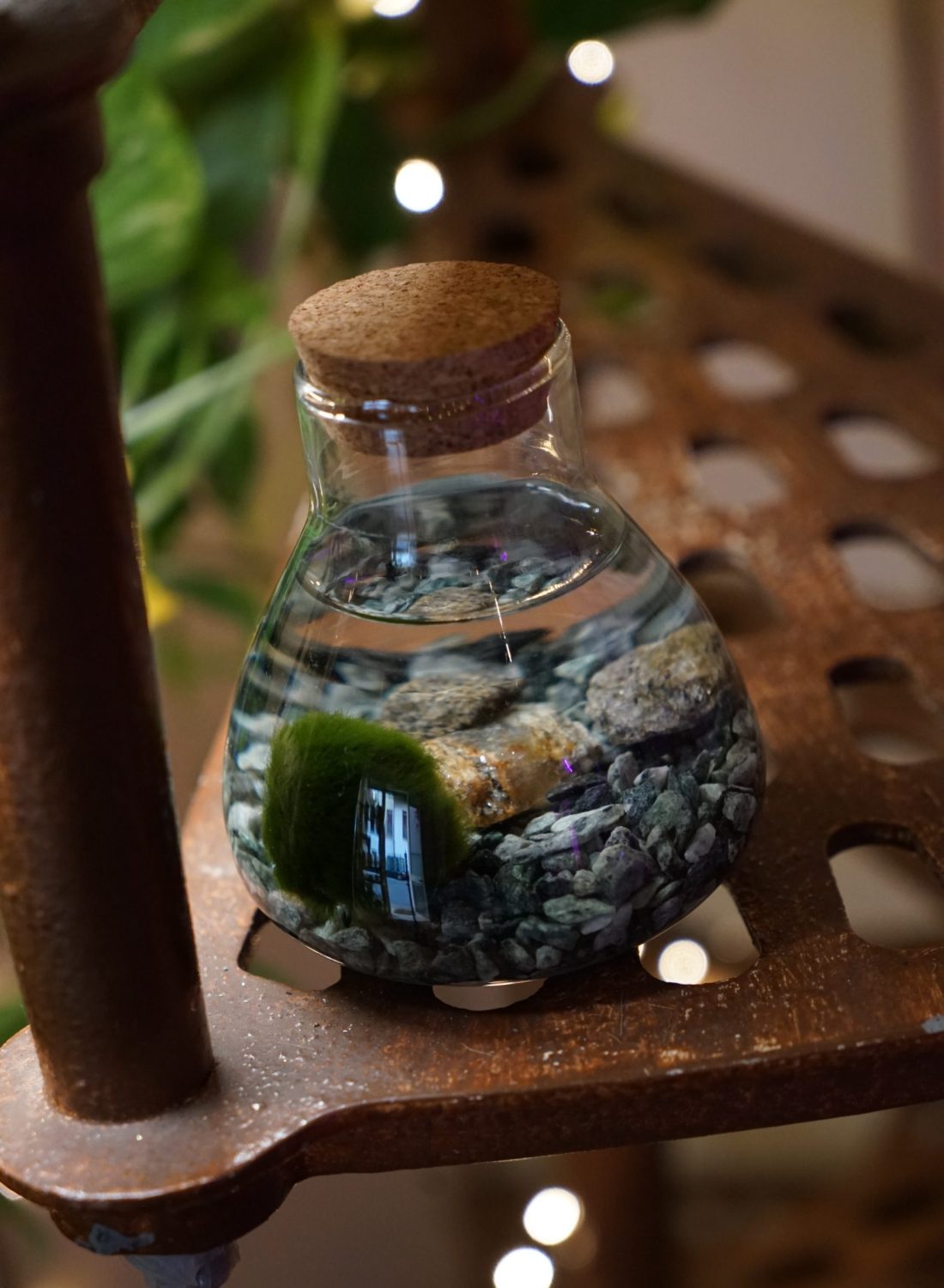 Marimo B (2)