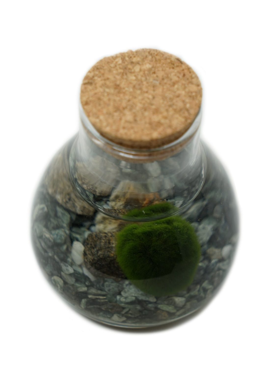 Marimo B (3) copia