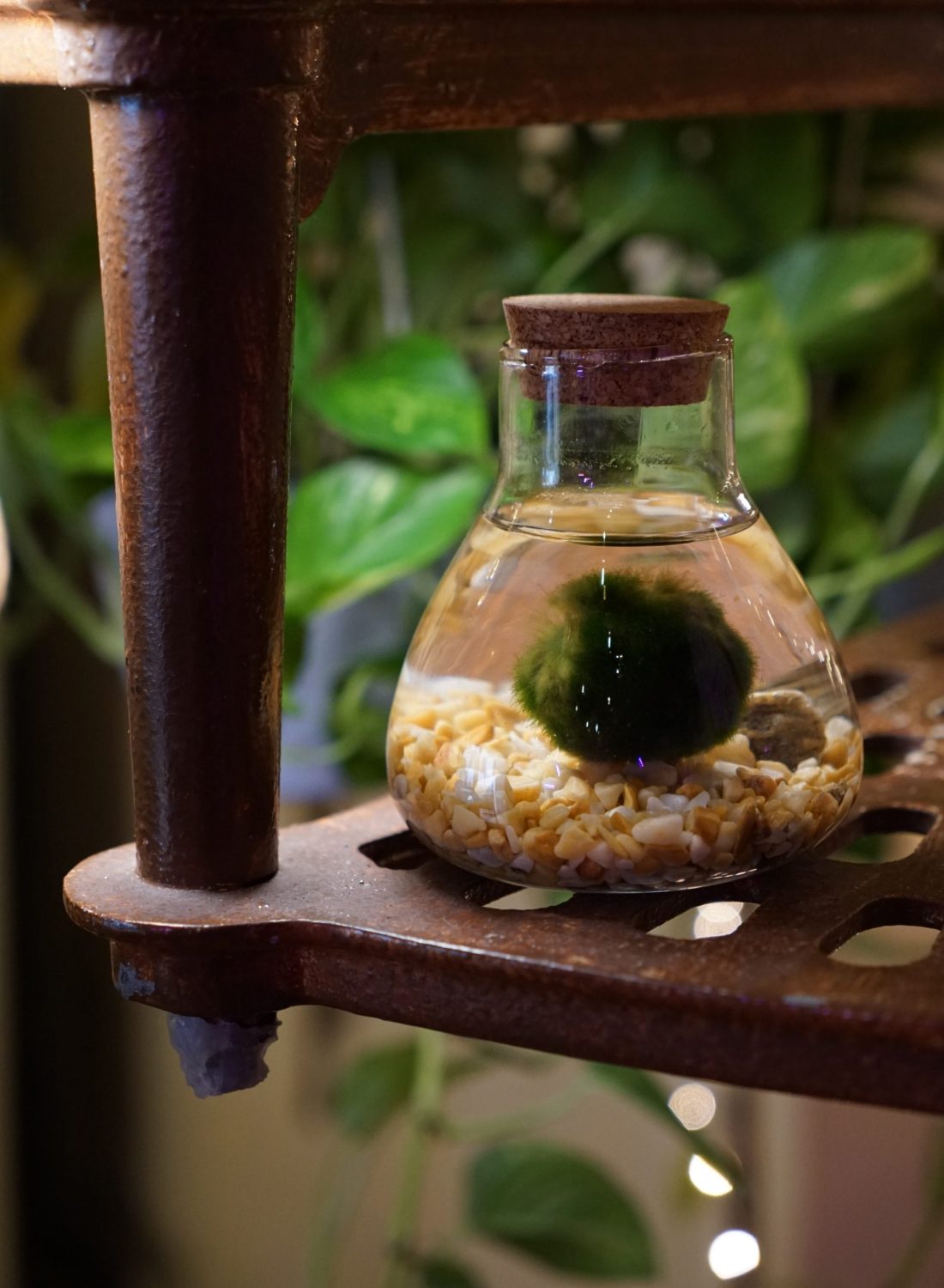 Marimo C (2) copia