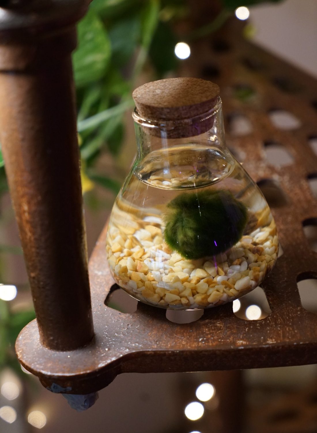 Marimo C (3)