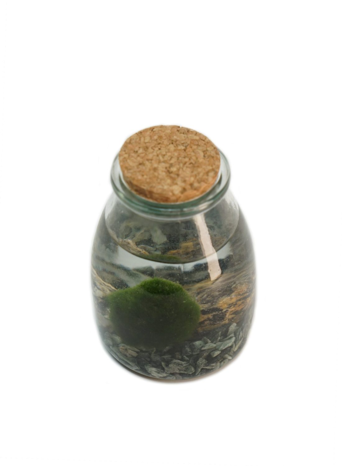 Marimo D (3) copia