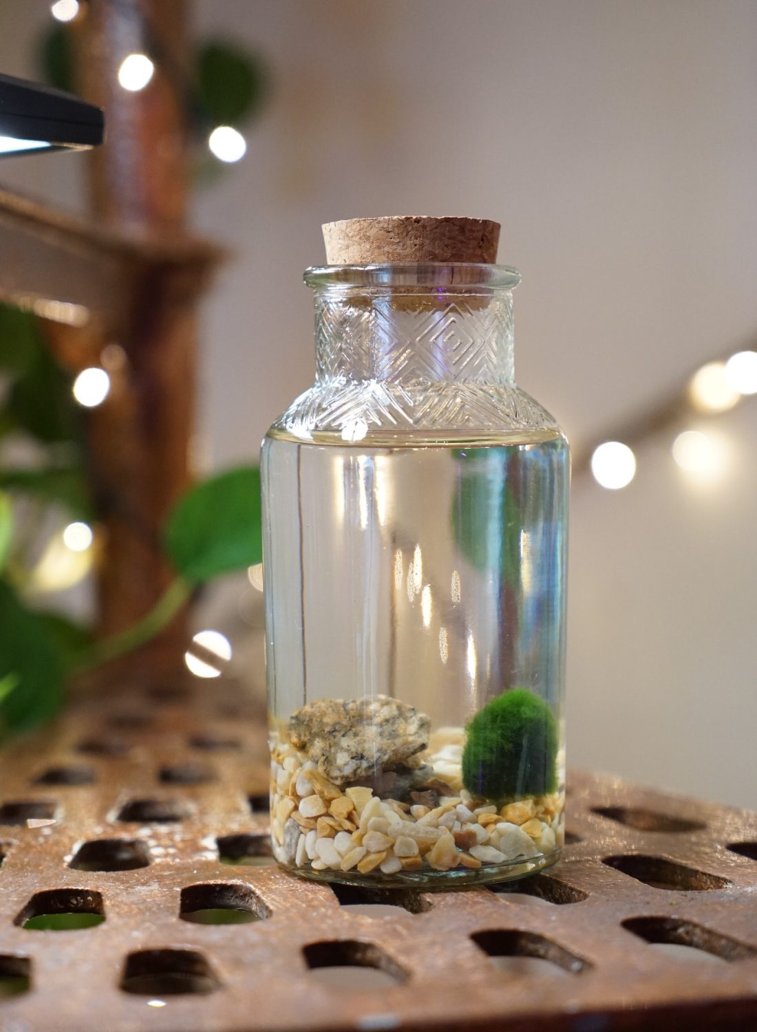 Marimo F (2)