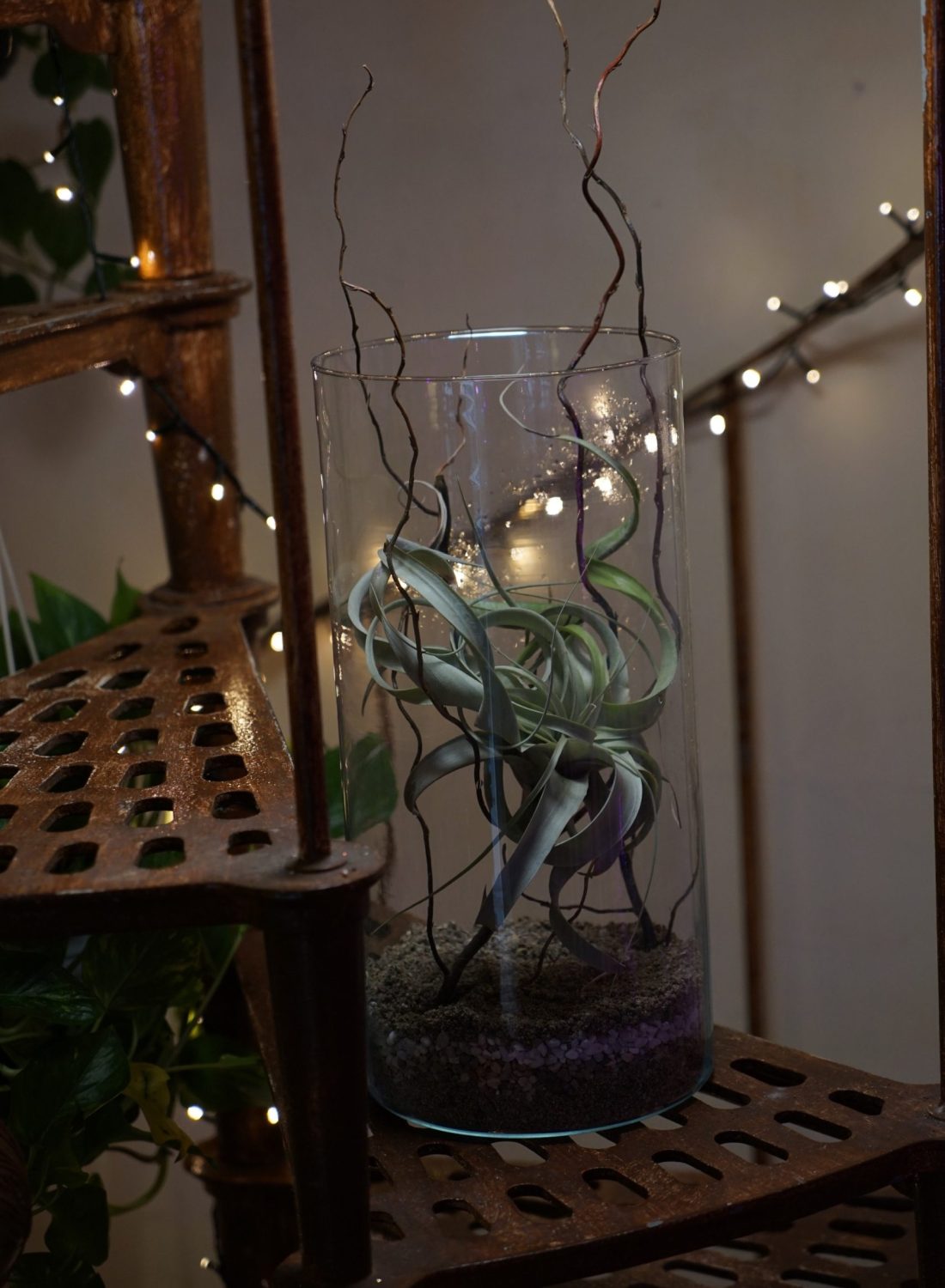 Terrarium A (3)