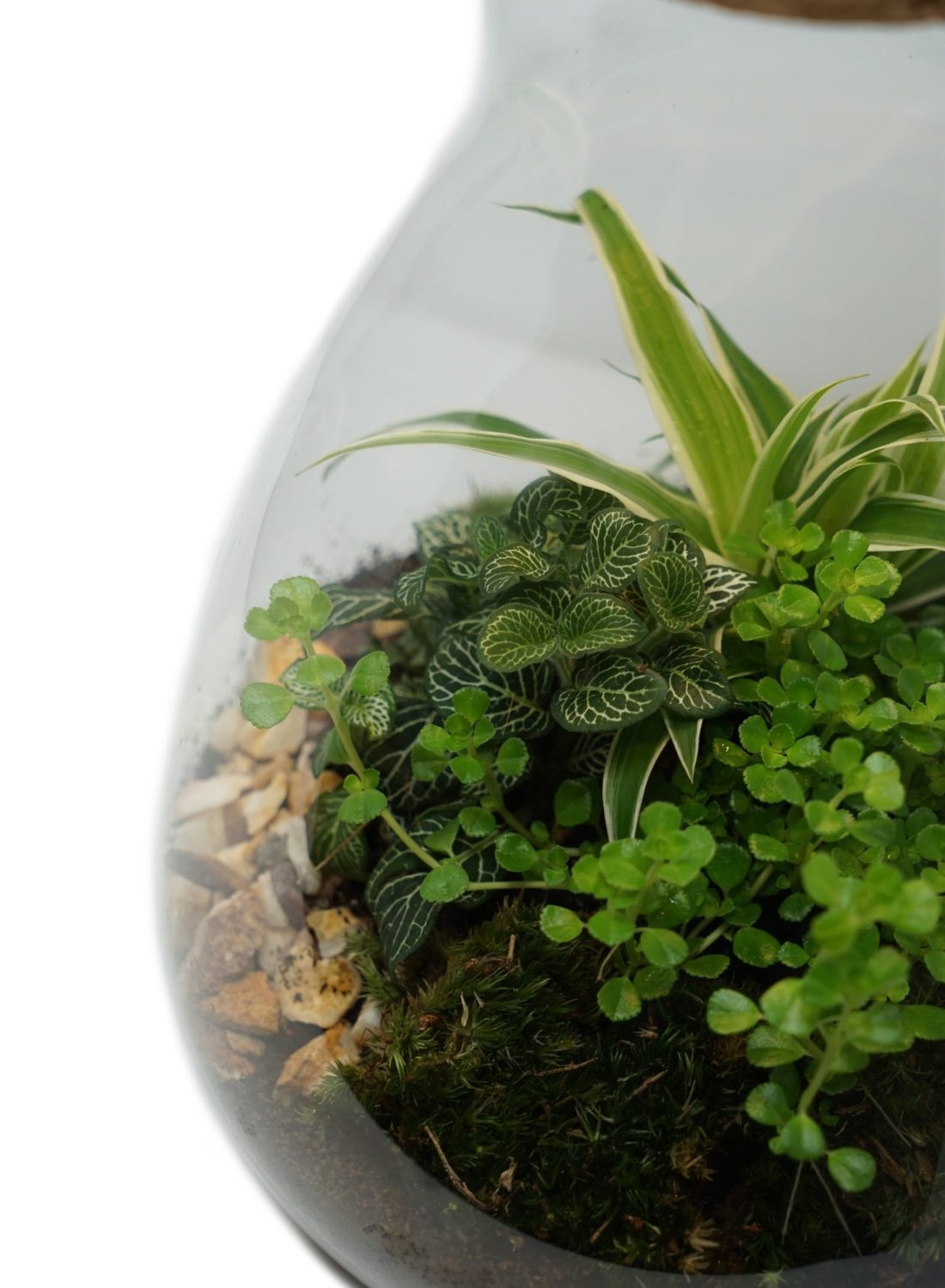 Terrarium B (1) copia