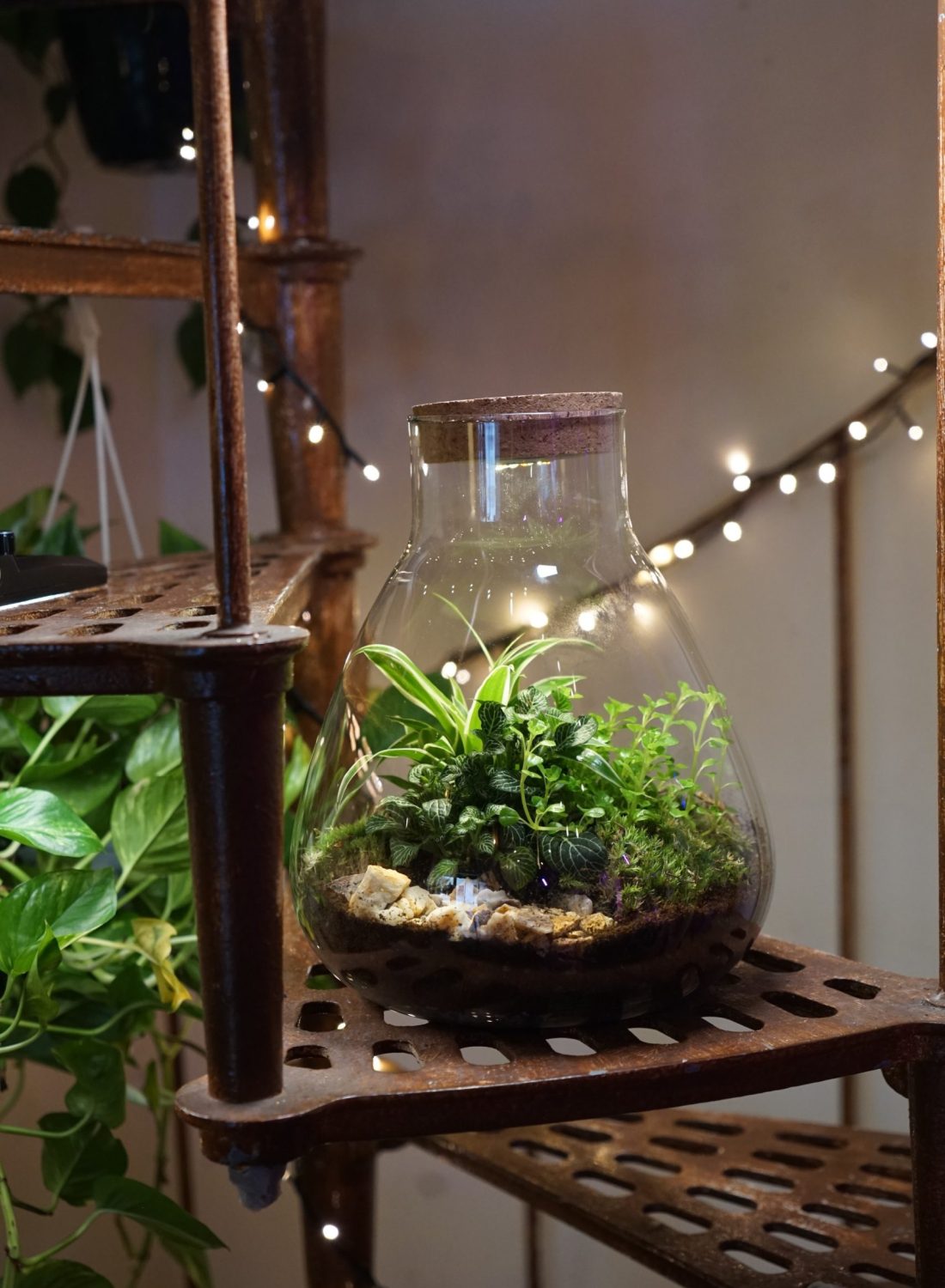 Terrarium B (2)