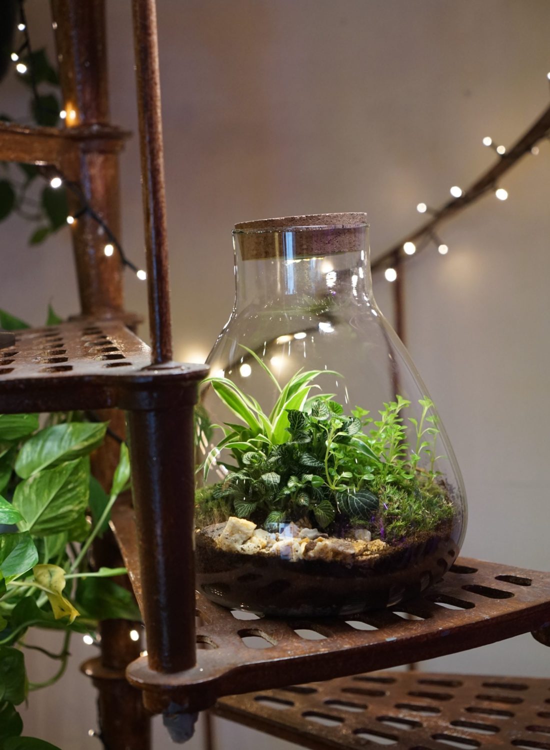 Terrarium B (3)