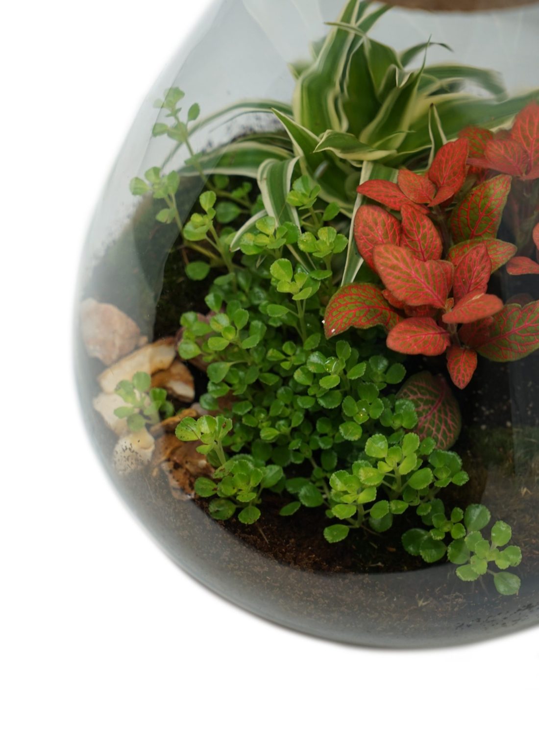 Terrarium C (2) copia