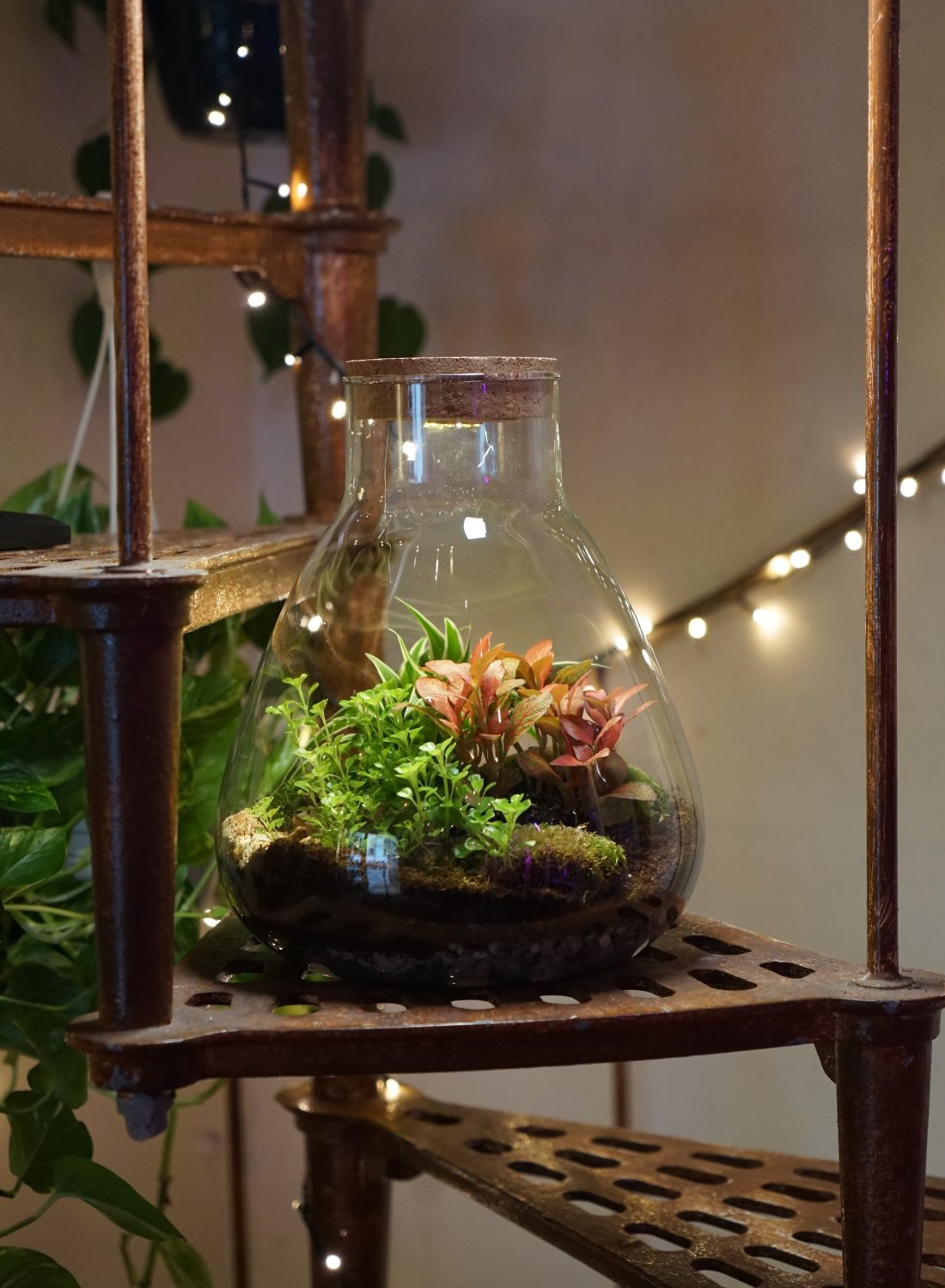 Terrarium C (3) copia