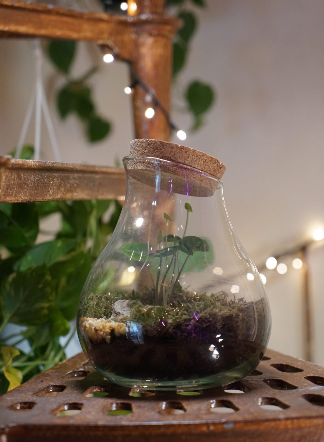 Terrarium D (2)