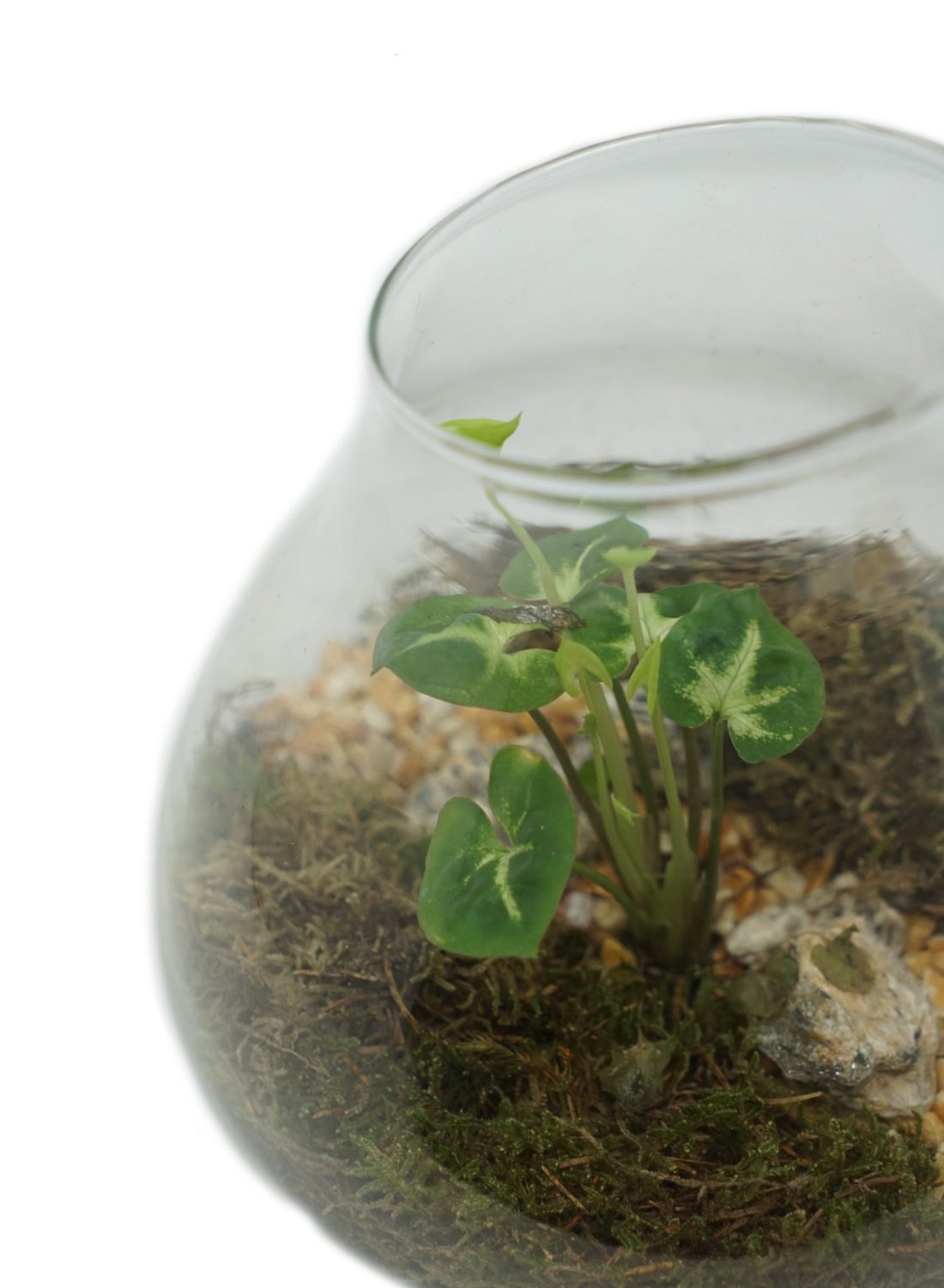 Terrarium D (3) copia