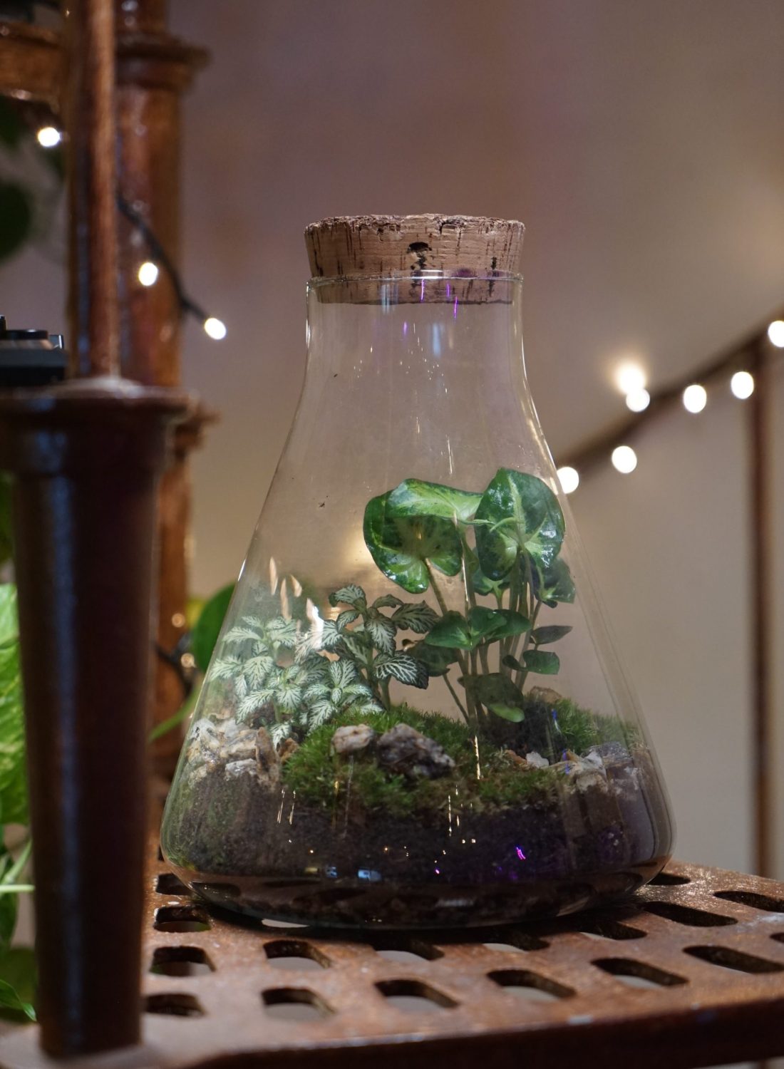 Terrarium E (2)