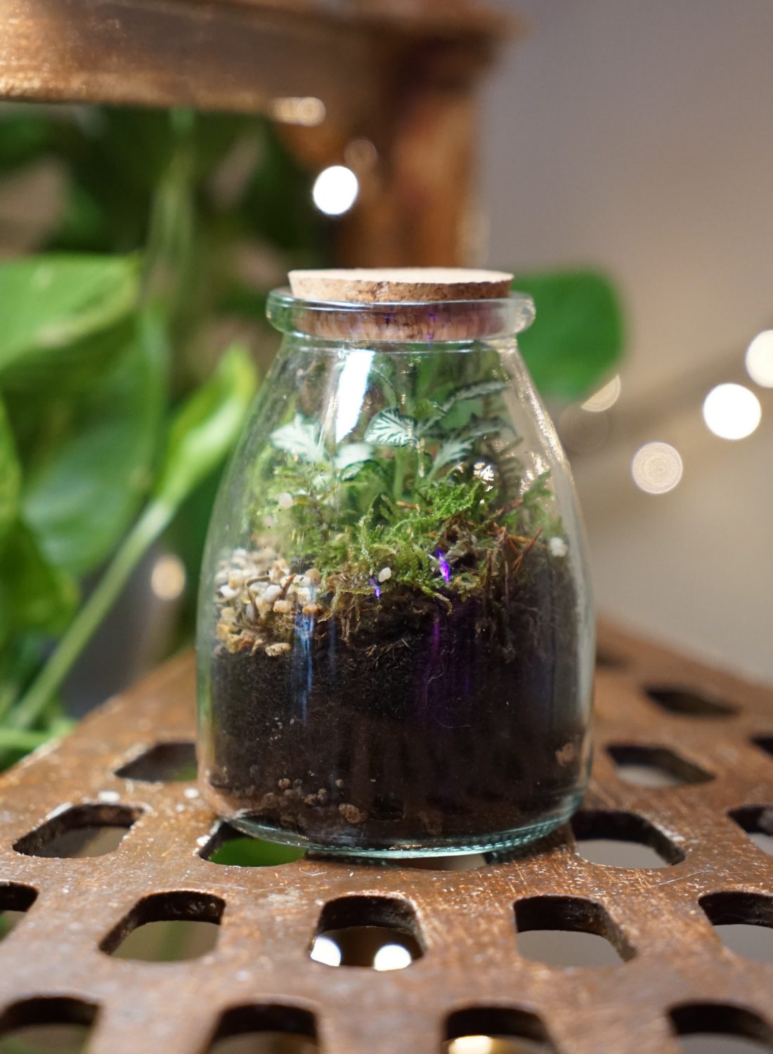 Terrarium F (1) copia