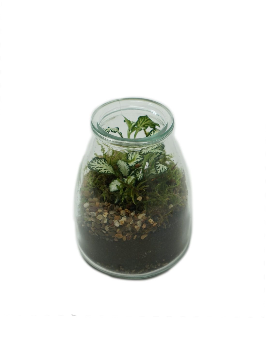 Terrarium F (3) copia