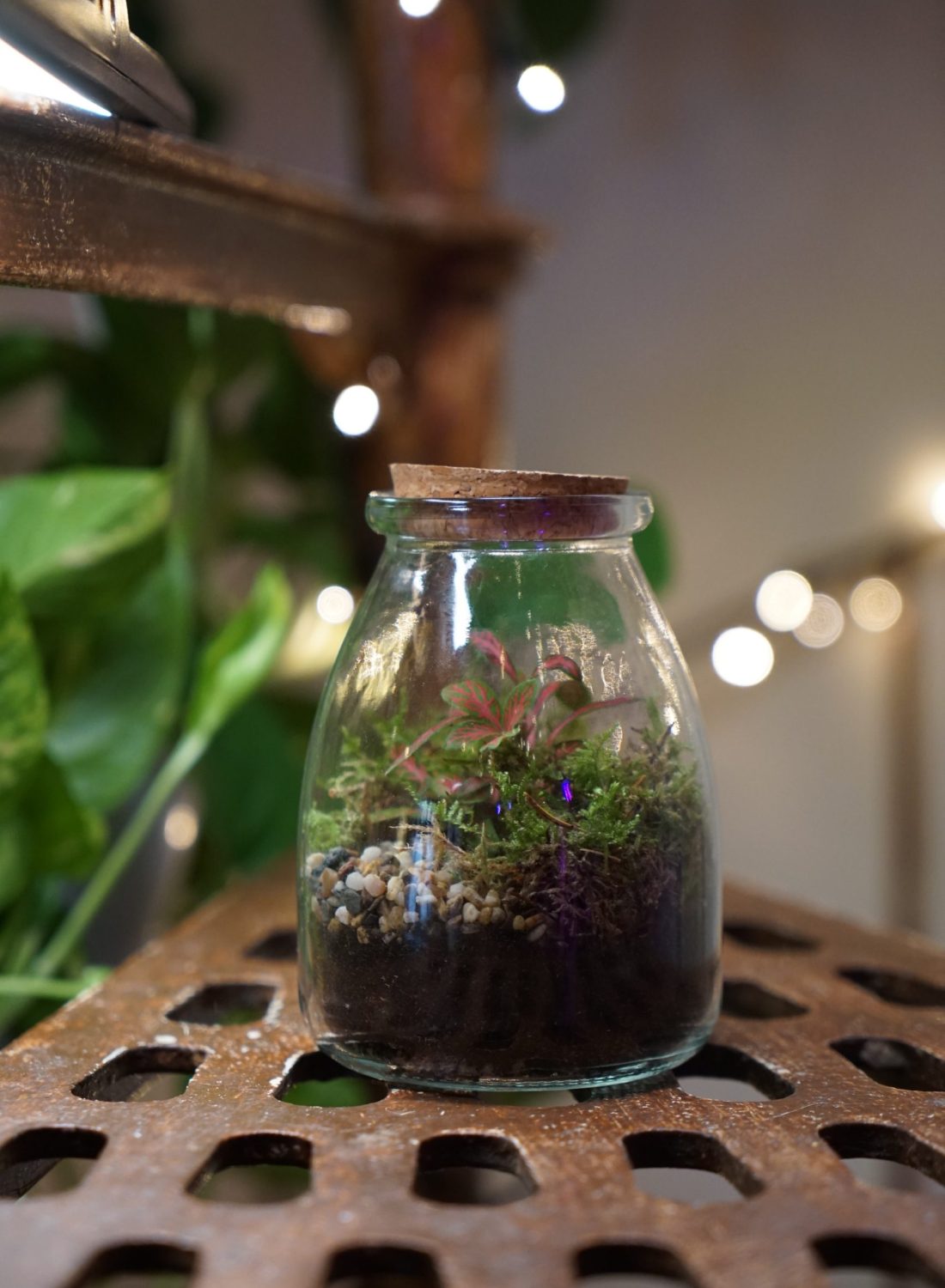 Terrarium G (1)