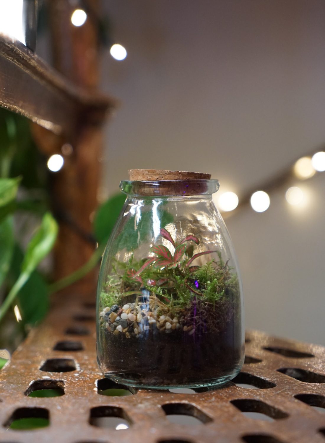 Terrarium G (3)