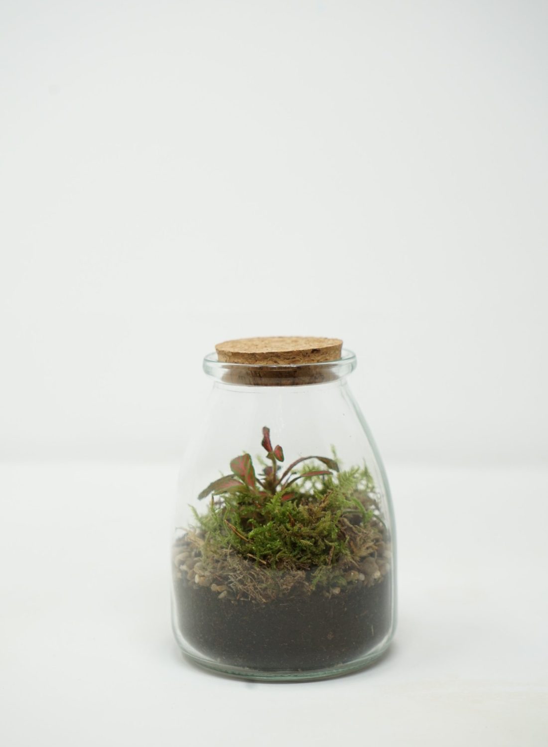 Terrarium G (4)