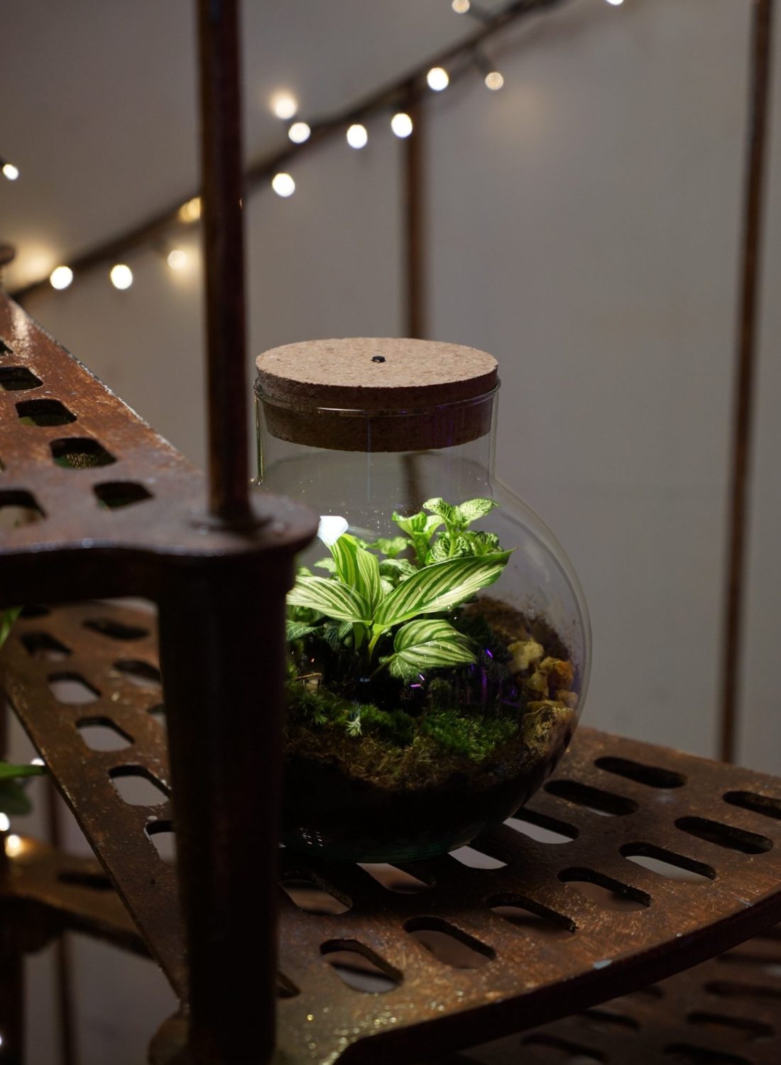 Terrarium H (1)