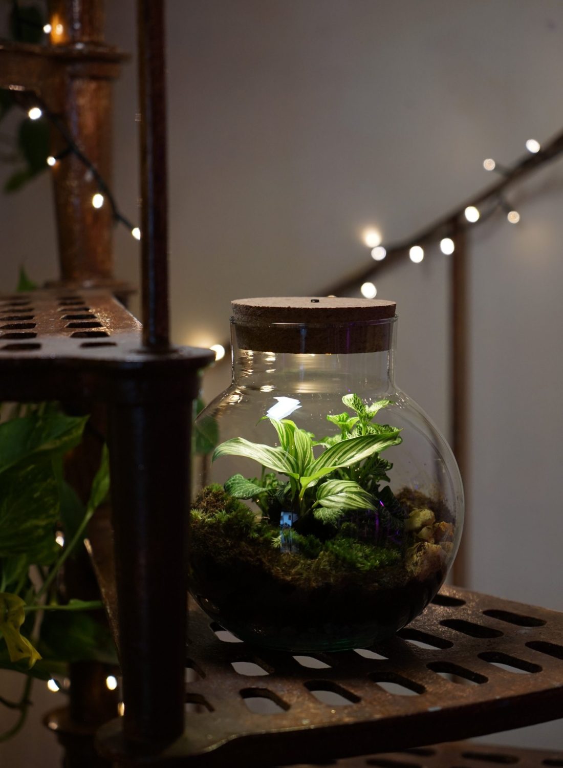 Terrarium H (4)