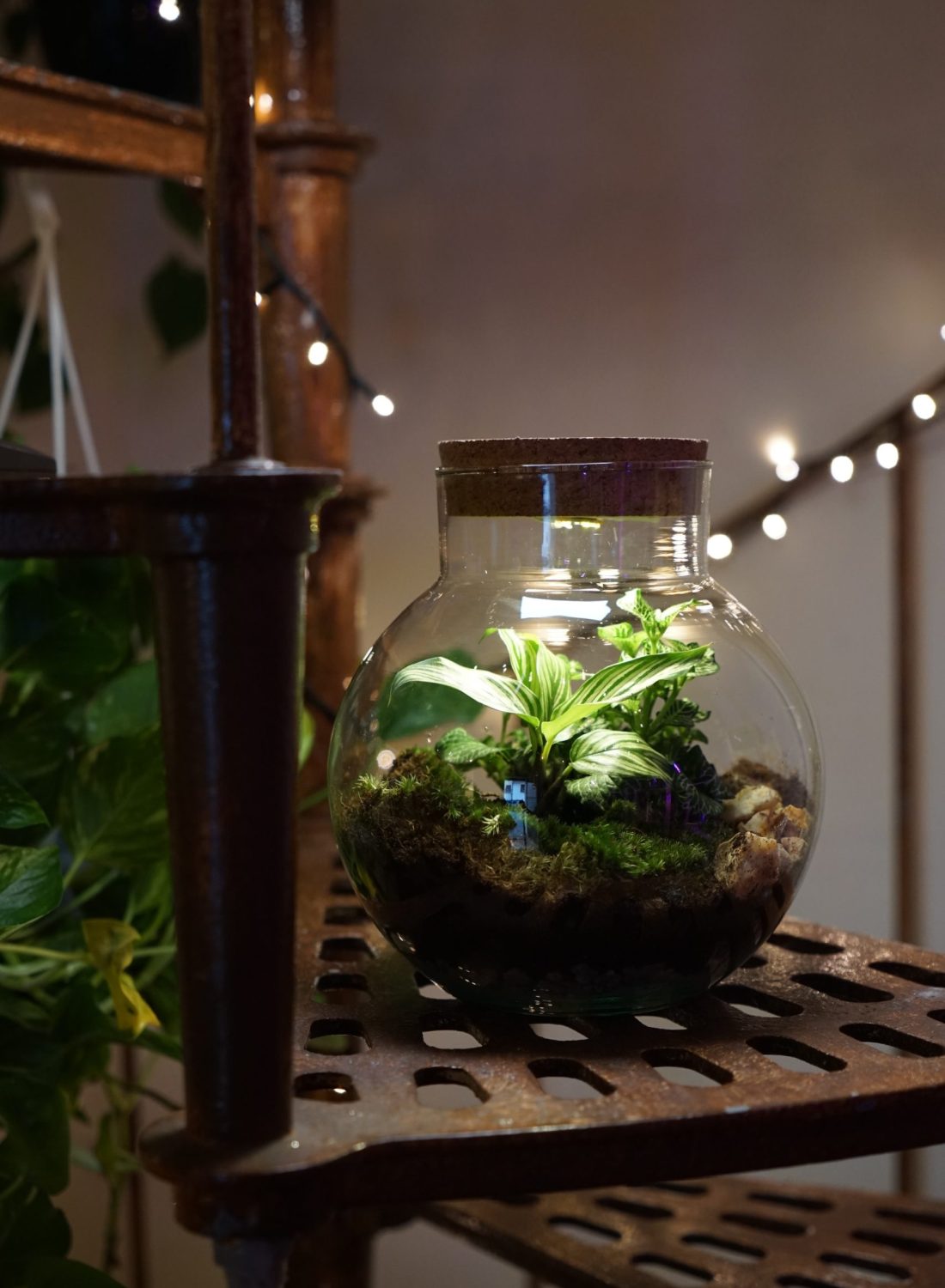 Terrarium H (5)