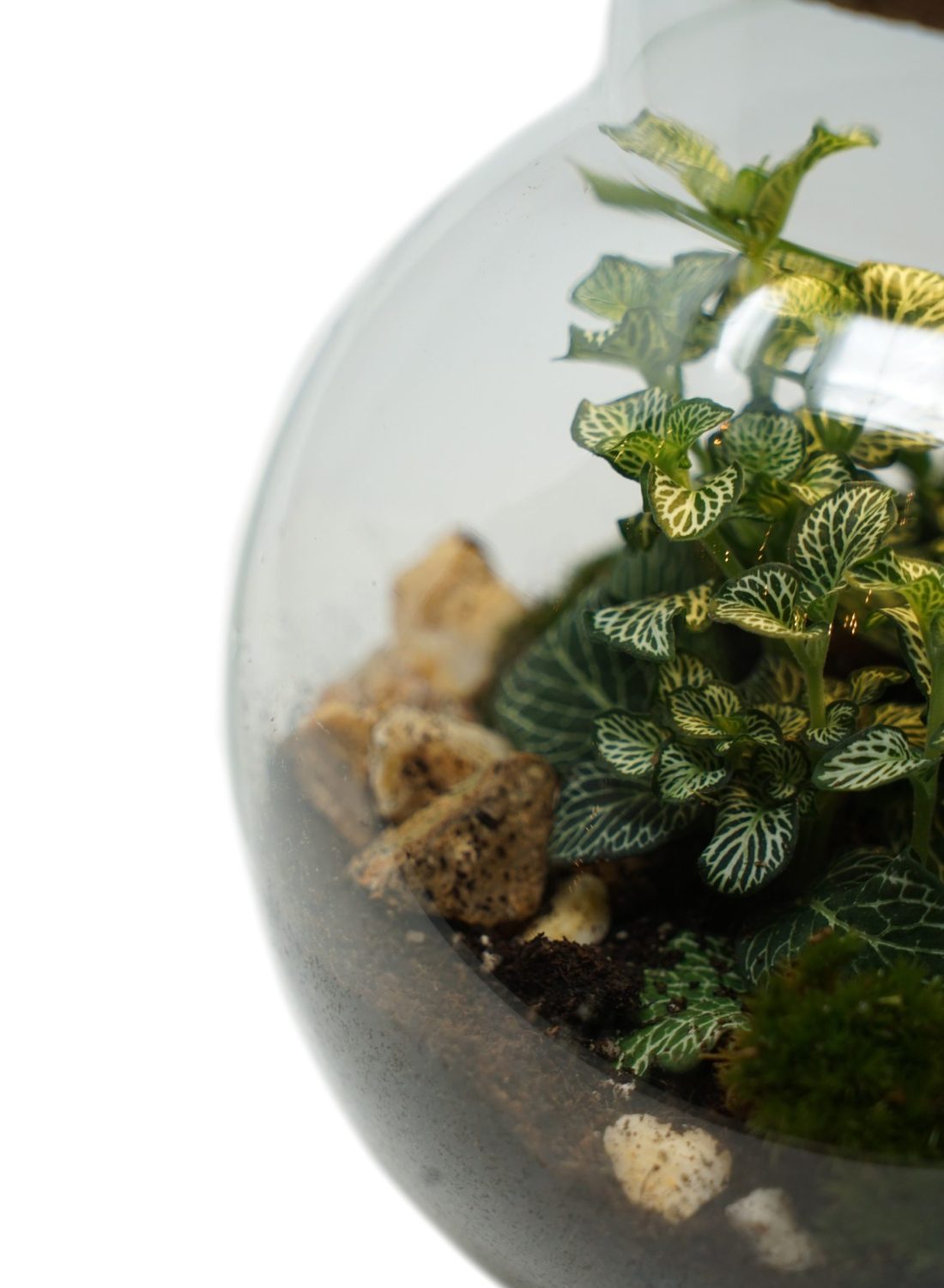 Terrarium H (7) copia